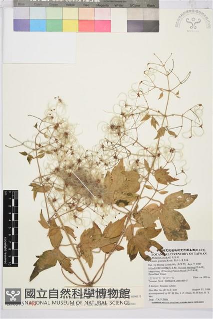 串鼻龍藏品圖，第1張