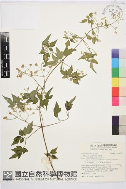 串鼻龍藏品圖，第1張