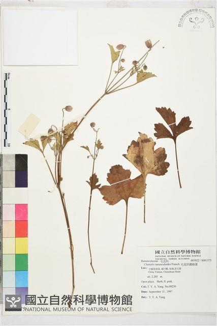 Accession Number:S081575 Collection Image