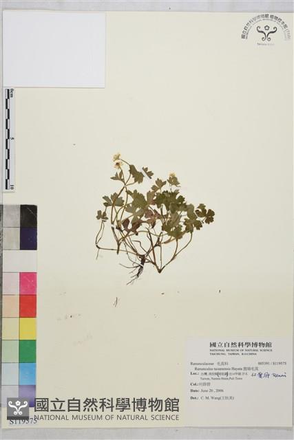 鹿場毛茛藏品圖，第1張