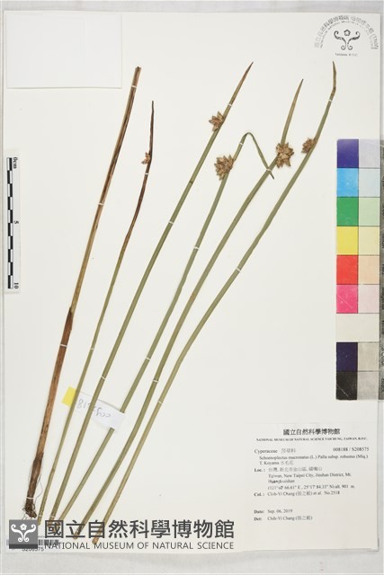 水毛花藏品圖，第1張