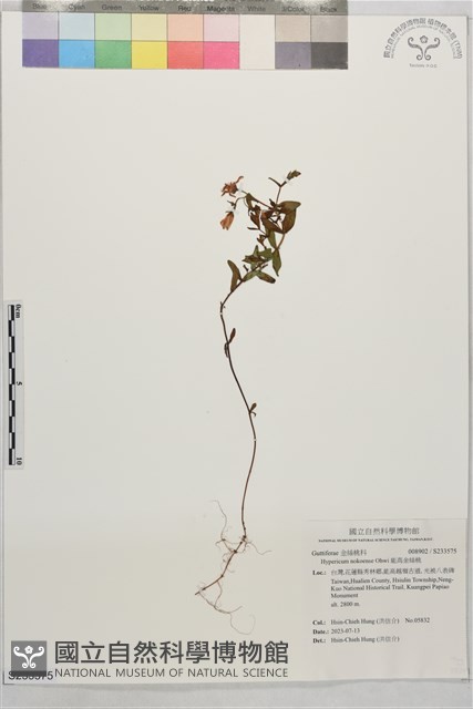能高金絲桃藏品圖，第1張