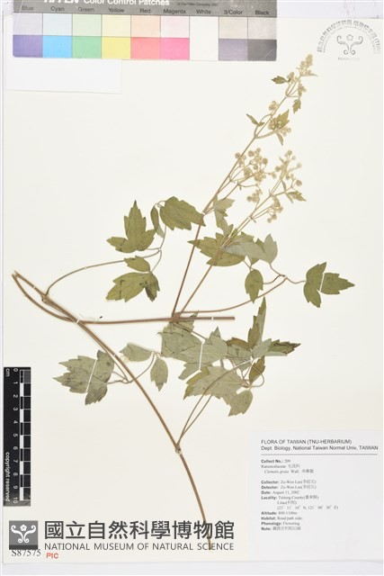 串鼻龍藏品圖，第1張