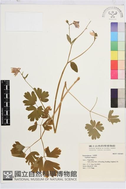 普通耬斗藏品圖，第1張