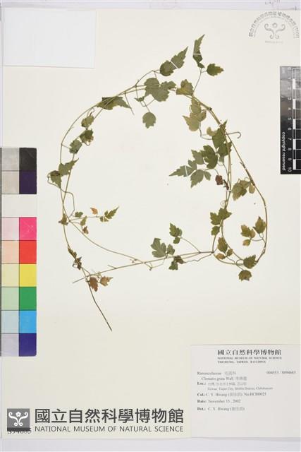 串鼻龍藏品圖，第1張