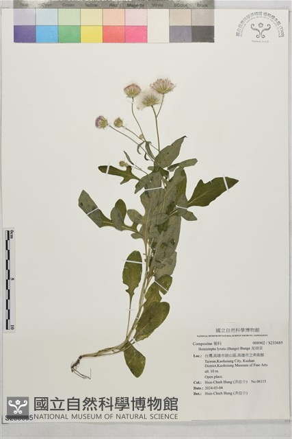 泥胡菜藏品圖，第1張