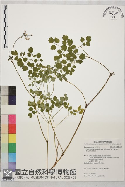 微毛爪哇唐松草藏品圖，第1張