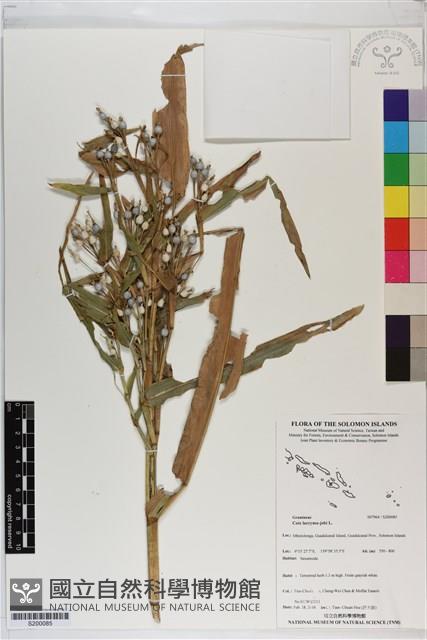 薏苡藏品圖，第1張