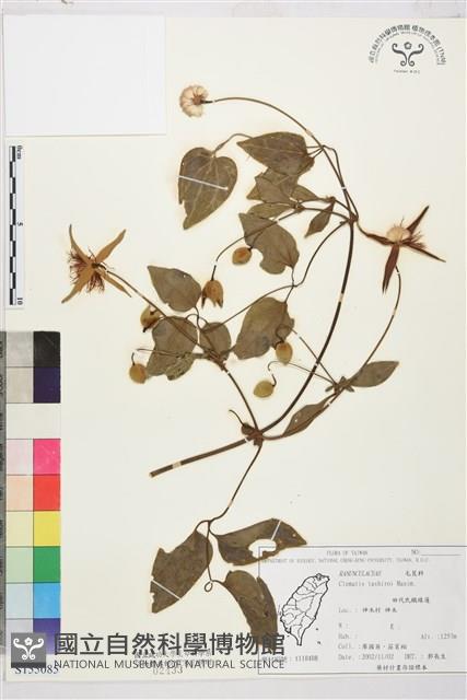 田代氏鐵線蓮藏品圖，第1張