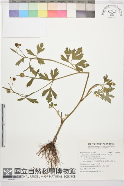 水辣菜、禺毛茛藏品圖，第1張