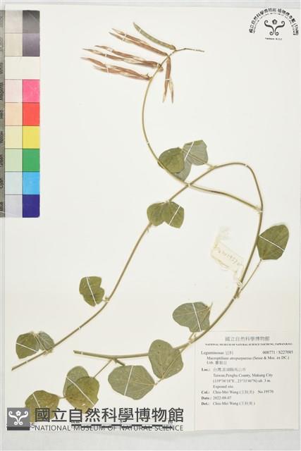 賽芻豆藏品圖，第1張