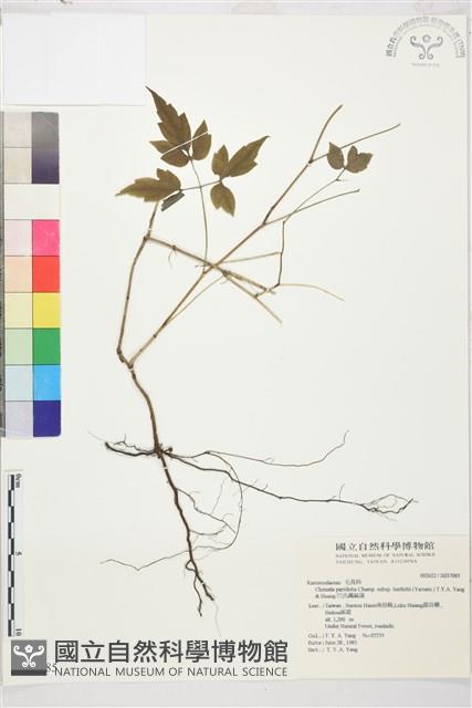 巴氏鐵線蓮藏品圖，第2張