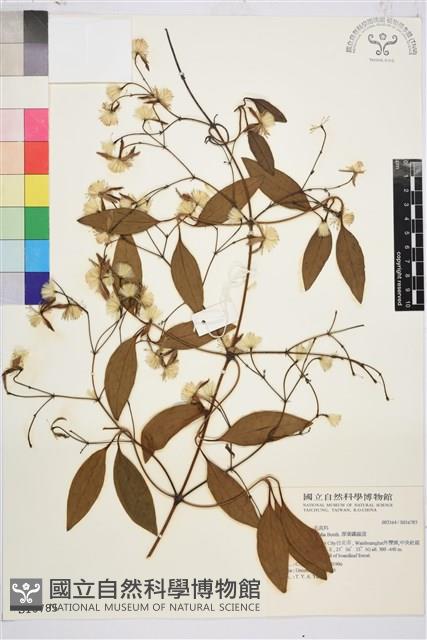 厚葉鐵線蓮藏品圖，第1張