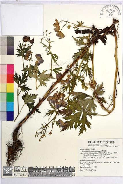 臺灣烏頭藏品圖，第2張