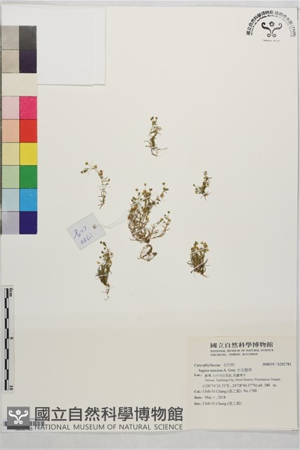 大瓜槌草藏品圖，第1張