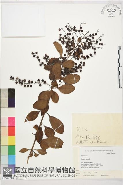 金露花、小本苦林盤藏品圖，第1張