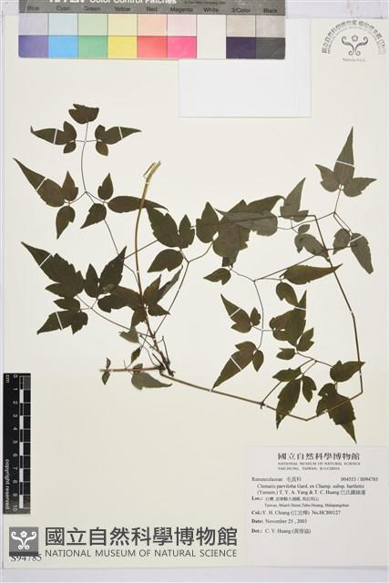 巴氏鐵線蓮藏品圖，第1張