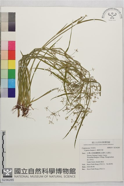 畦畔莎草藏品圖，第1張