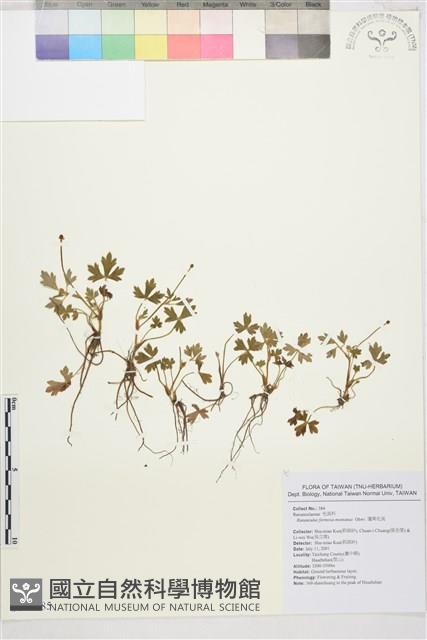 蓬萊毛茛藏品圖，第1張