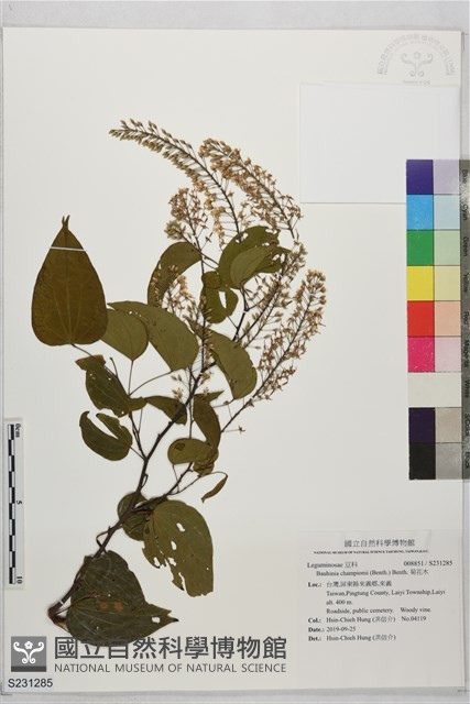菊花木藏品圖，第1張