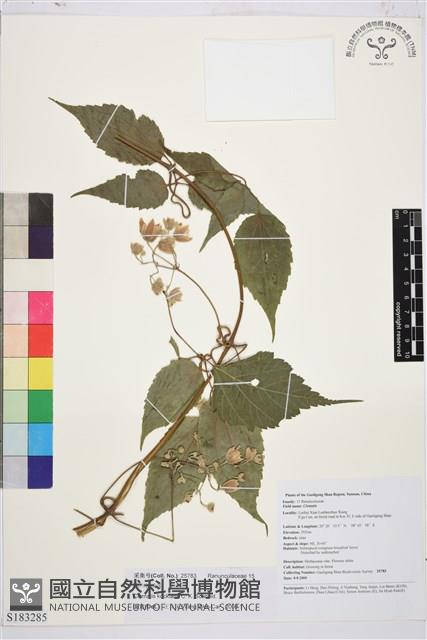 滇川鐵線蓮藏品圖，第1張