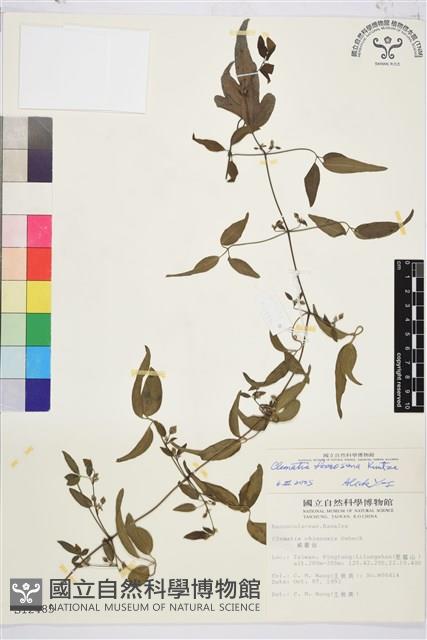 臺灣鐵線蓮藏品圖，第1張