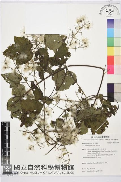 串鼻龍藏品圖，第1張