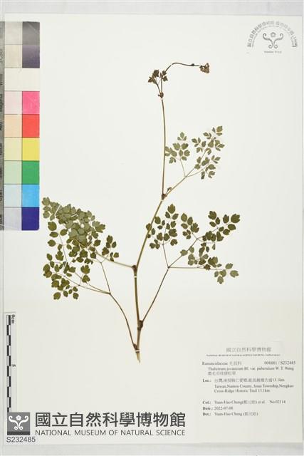 微毛爪哇唐松草藏品圖，第1張