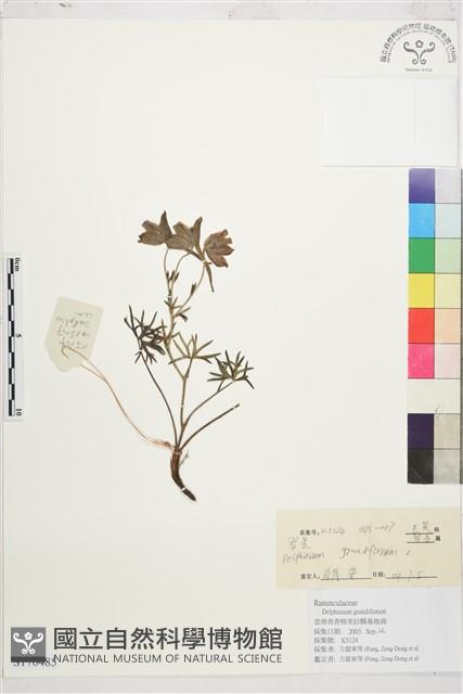 大花飛燕草藏品圖，第1張