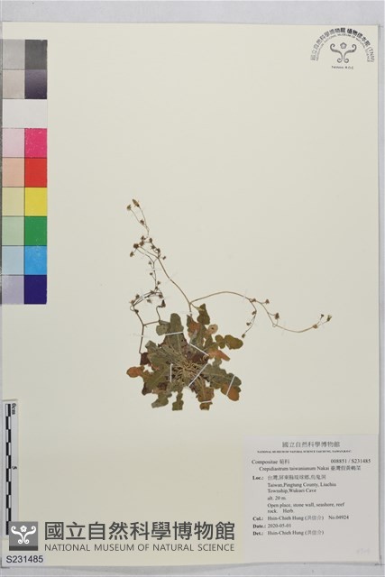 臺灣假黃鵪菜藏品圖，第1張