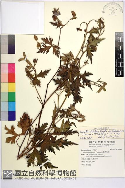 蔓烏頭藏品圖，第1張