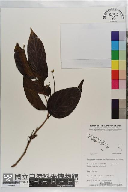 登錄號:S203485藏品圖，第1張