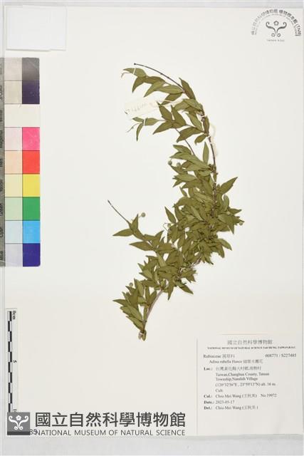 細葉水團花藏品圖，第1張