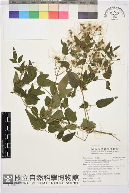 梨山小蓑衣藤藏品圖，第1張