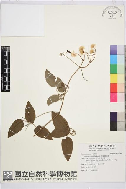 厚葉鐵線蓮藏品圖，第1張