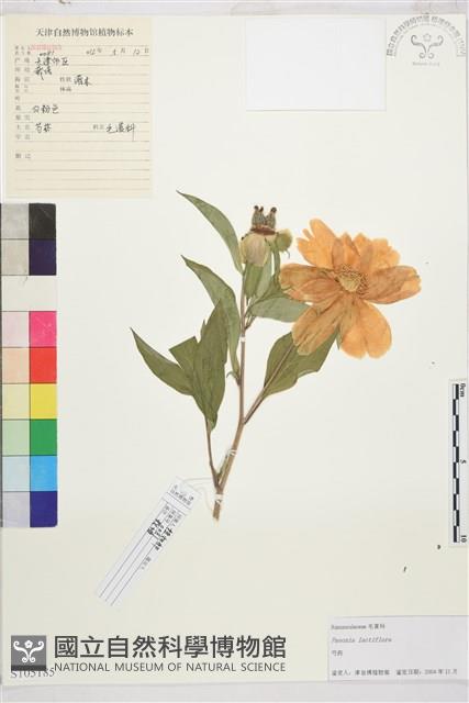 芍藥藏品圖，第1張