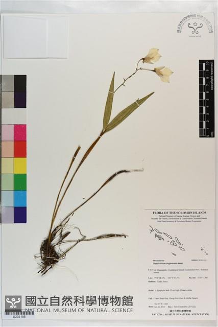 登錄號:S203185藏品圖，第1張