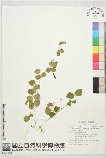 三裂葉豇豆藏品圖，第1張