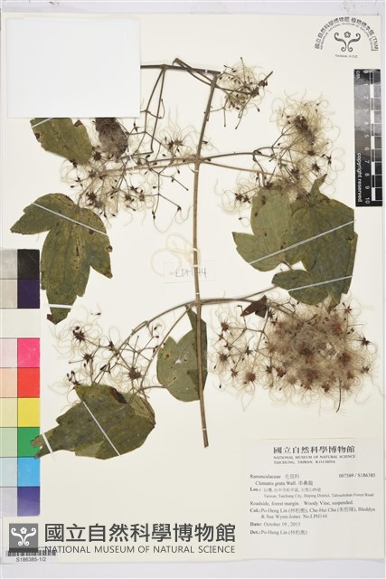 串鼻龍藏品圖，第1張