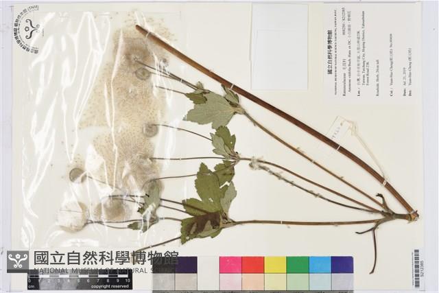 小白頭翁、野棉花藏品圖，第1張