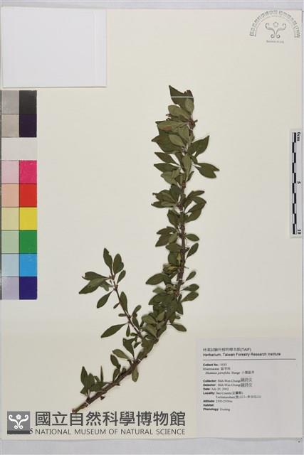 小葉鼠李藏品圖，第1張