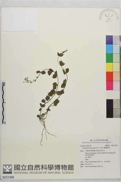 臺灣黃芩藏品圖，第1張