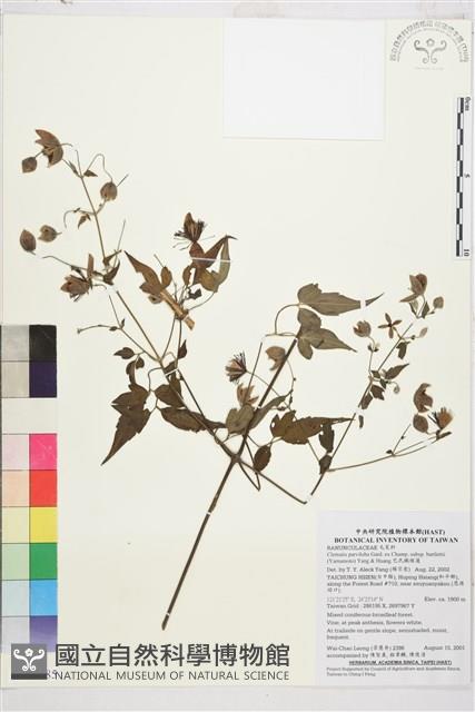 巴氏鐵線蓮藏品圖，第1張