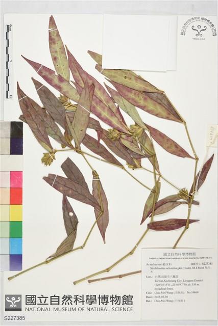 易生木藏品圖，第1張