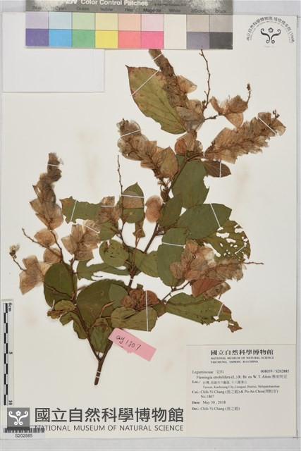 佛來明豆藏品圖，第1張