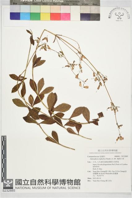 輪葉沙參藏品圖，第1張