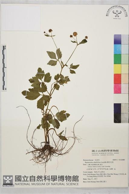 鉤柱毛茛藏品圖，第1張