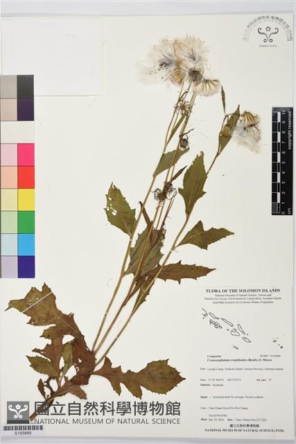 昭和草藏品圖，第1張