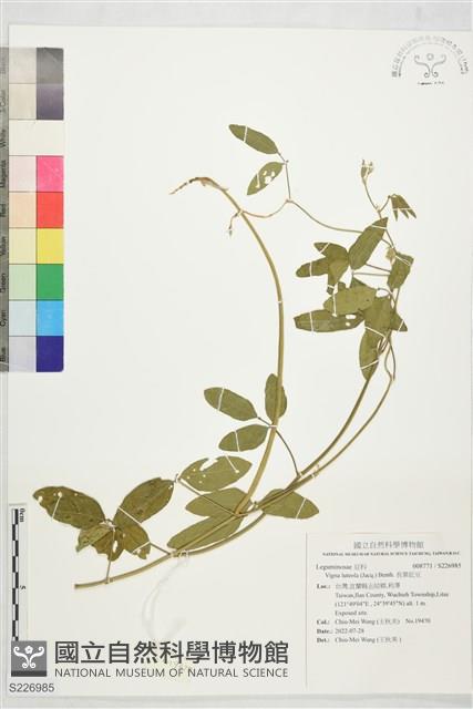 長葉豇豆藏品圖，第1張