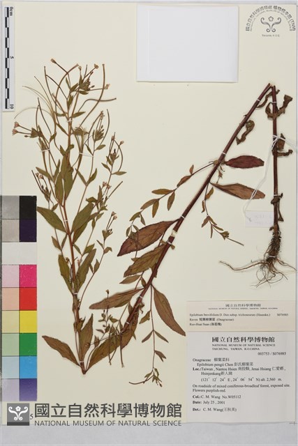短葉柳葉菜藏品圖，第4張